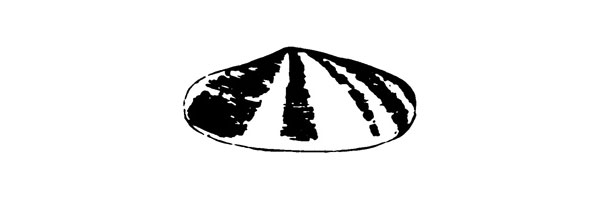 Shell logo 1900